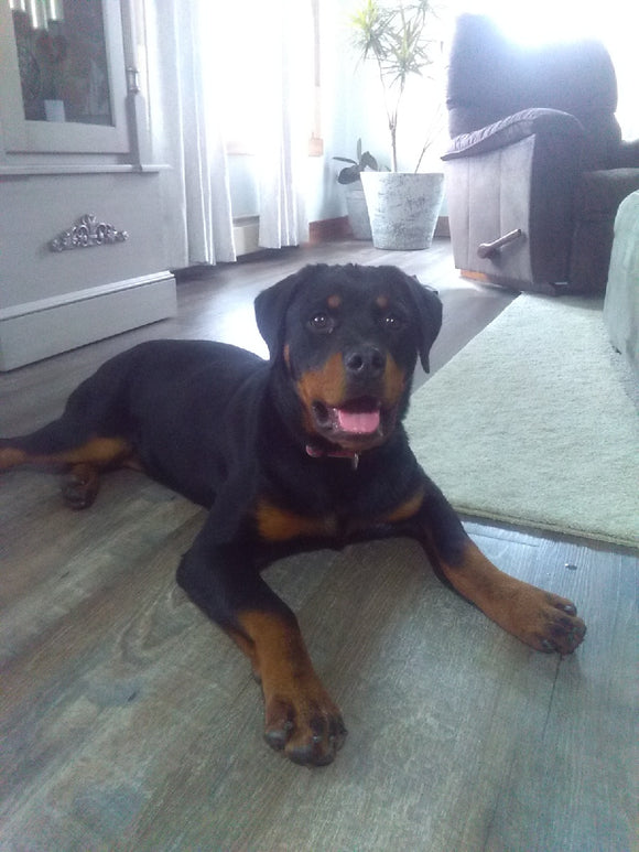 AKC Registered Rottweiler For Sale Sugarcreek OH Female-Harper