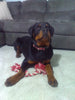 AKC Registered Rottweiler For Sale Sugarcreek OH Female-Harper
