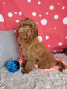 F1B Cockapoo For Sale Sugarcreek OH Female-Ariel