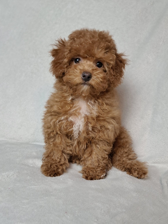 ACA Registered Toy Poodle For Sale Sugarcreek OH Female-Ashley