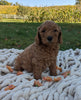 Mini Goldendoodle For Sale Fredericksburg OH Female-Florie