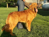 AKC Registered Golden Retriever For Sale Millersburg OH Female-Tanya