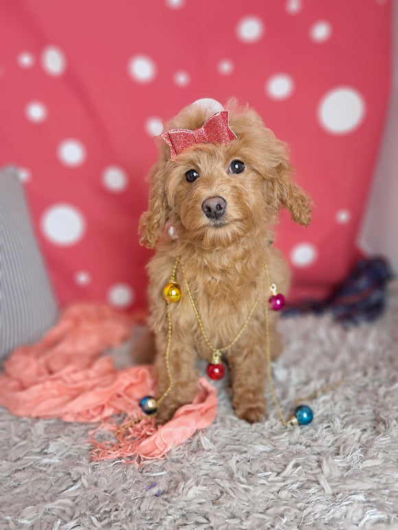 F1B Cockapoo For Sale Sugarcreek OH Female-Buttercup