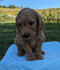 Mini Goldendoodle For Sale Fredericksburg OH Male-Monty