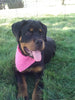 AKC Registered Rottweiler For Sale Sugarcreek OH Female-Cassidy