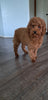 Cockapoo For Sale Sugarcreek OH Male-Watson