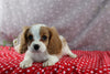 AKC Registered Cavalier For Sale Wooster OH Male-Cody