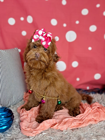 F1B Cockapoo For Sale Sugarcreek OH Female-Ariel