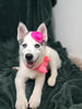 Pomsky for Sale Sugarcreek OH Female Sky