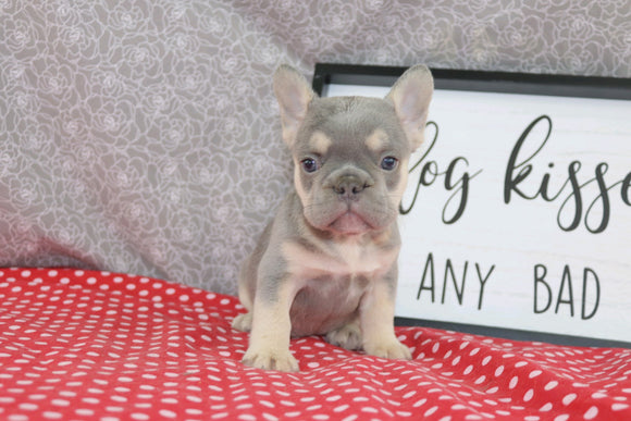 AKC Registered French Bulldog For Sale Wooster OH Female-Ariel