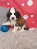 AKC Registered Saint Bernard For Sale Sugarcreek OH Male-Skipper