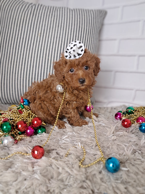 ACA Registered Toy Poodle For Sale Sugarcreek OH Male-Theodore