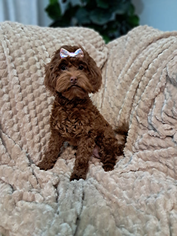 F1B Cockapoo For Sale Sugarcreek OH Female-Ariel