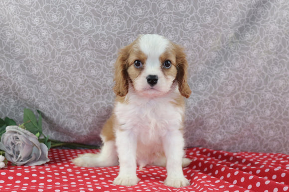 AKC Registered Cavalier For Sale Wooster OH Male-Sajey