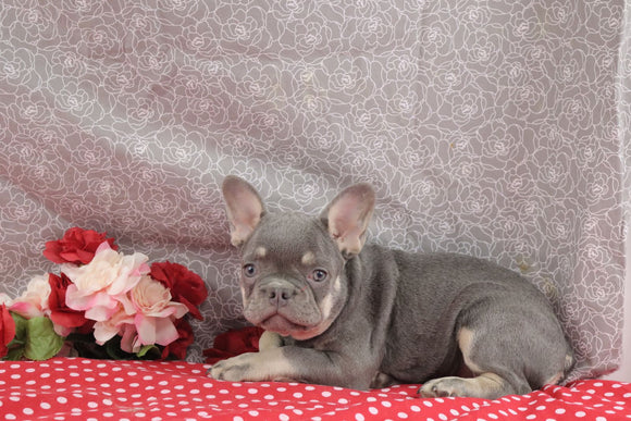 AKC Registered French Bulldog For Sale Wooster OH Female-Minnie