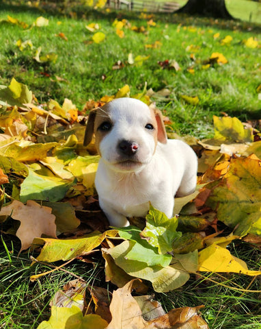 Jack Russell Terrier For Sale Fredericksburg OH Male-Bruno