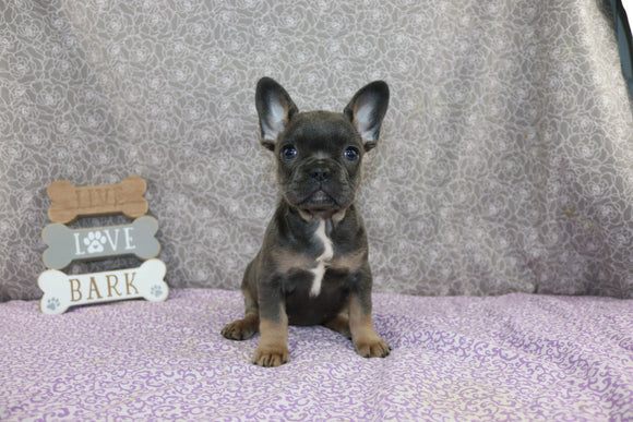 AKC Registered French Bulldog For Sale Wooster OH Female-Brooke