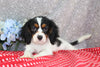AKC Registered Cavalier For Sale Wooster OH Male-Dylan