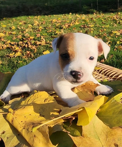 Jack Russell Terrier For Sale Fredericksburg OH Male-Otto