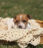 Jack Russell Terrier For Sale Fredericksburg OH Male-Cruz