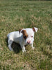 Jack Russell Terrier For Sale Fredericksburg OH Female-Juniper