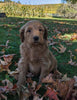 Mini Goldendoodle For Sale Fredericksburg OH Male-Oliver