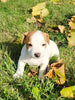 Jack Russell Terrier For Sale Fredericksburg OH Male-Bruno