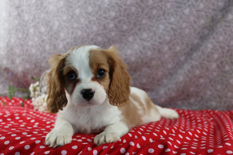 AKC Registered Cavalier For Sale Wooster OH Male-Cody