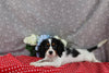 AKC Registered Cavalier For Sale Wooster OH Male-Dylan
