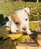 Jack Russell Terrier For Sale Fredericksburg OH Male-Otto