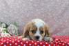AKC Registered Cavalier For Sale Wooster OH Male-Scotty