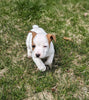 Jack Russell Terrier For Sale Fredericksburg OH Male-Freddie
