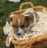Jack Russell Terrier For Sale Fredericksburg OH Male-Cruz