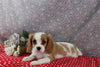 AKC Registered Cavalier For Sale Wooster OH Male-Cody