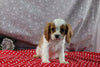 AKC Registered Cavalier For Sale Wooster OH Male-Corey