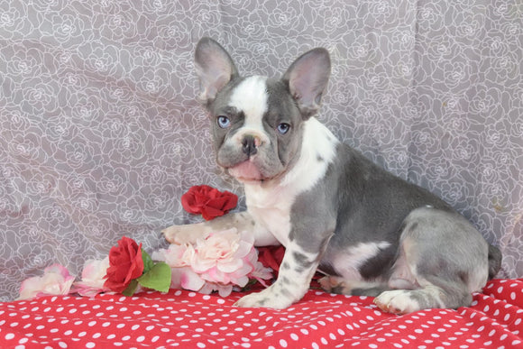 AKC Registered French Bulldog For Sale Wooster OH Male-Nikon