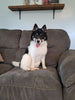 F1B Pomsky For Sale Sugarcreek OH