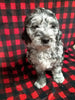 Mini Labradoodle For Sale Millersburg OH Male-Charlie