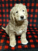 Mini Labradoodle For Sale Millersburg OH Male-Dusty