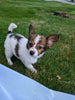 ICA Registered Papillon For Sale Millersburg OH-Prince