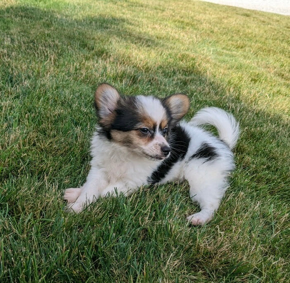 ICA Registered Papillon For Sale Millersburg OH Male-Jack