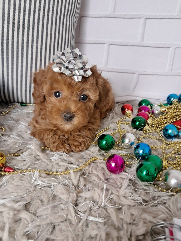 ACA Registered Toy Poodle For Sale Sugarcreek OH Female-Holly