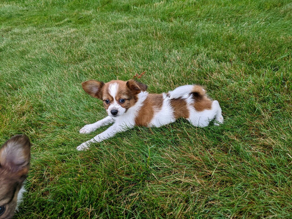 ICA Papillon For Sale Millersburg OH-Daisy