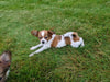 ICA Papillon For Sale Millersburg OH-Daisy