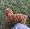AKC Registered Mini Poodle For Sale Millersburg OH Female-Tori