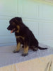 German Shepherd/ Siberian Husky For Sale Holmesville OH Male-Bradley