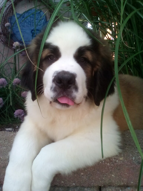 AKC Registered Saint Bernard For Sale Sugarcreek OH Male-Chief