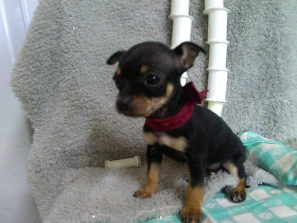 Chihuahua For sale Mt. Vernon OH Female-Carrie