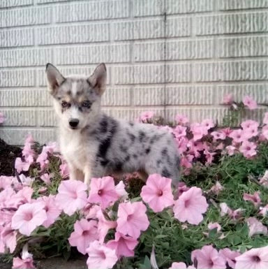 Pomsky For Sale Holmesville OH Female-Susie