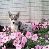 Pomsky For Sale Holmesville OH Female-Susie